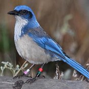 Island Scrub-Jay